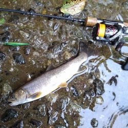 梅雨の晴れ間にイワナ釣り
